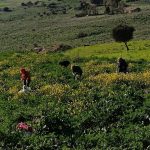 Festa delle verdure a Isnello